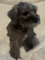 Bella, a female Miniature Schnauzer for sale in Dumfries, VA – 5 of 10