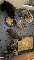 Bella, a female Miniature Schnauzer for sale in Dumfries, VA – 3 of 10