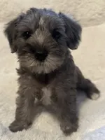 Bella, a female Miniature Schnauzer for sale in Dumfries, VA – 7 of 10