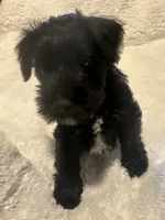 Bear, a male Miniature Schnauzer for sale in Dumfries, VA – 4 of 8