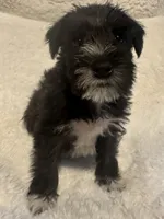 Sir Alfred, a male Miniature Schnauzer for sale in Dumfries, VA – 4 of 9
