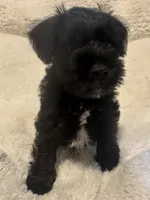 Bear, a male Miniature Schnauzer for sale in Dumfries, VA – 5 of 8