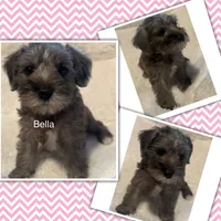 Bella, a female Miniature Schnauzer for sale in Dumfries, VA – 2 of 10