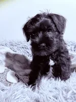 Bear, a male Miniature Schnauzer for sale in Dumfries, VA – 1 of 8