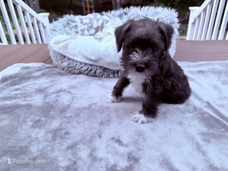 Sir Alfred – Miniature Schnauzer puppy for sale in Dumfries, VA