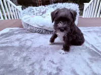 Sir Alfred, a male Miniature Schnauzer for sale in Dumfries, VA – 1 of 9