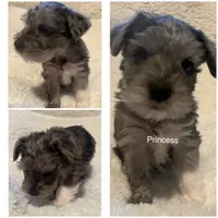 Princess, a female Miniature Schnauzer for sale in Dumfries, VA – 4 of 8