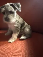 Princess, a female Miniature Schnauzer for sale in Dumfries, VA – 1 of 8