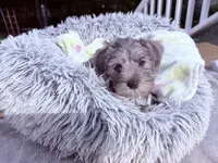 Bella, a female Miniature Schnauzer for sale in Dumfries, VA – 6 of 10