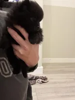 Puppy 1 , a male Pomeranian for sale in Mesa, AZ – 2 of 2