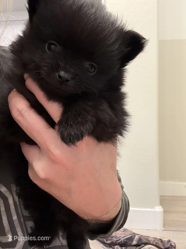 Puppy 1  – Pomeranian puppy for sale in Mesa, AZ