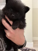 Puppy 1 , a male Pomeranian for sale in Mesa, AZ – 1 of 2
