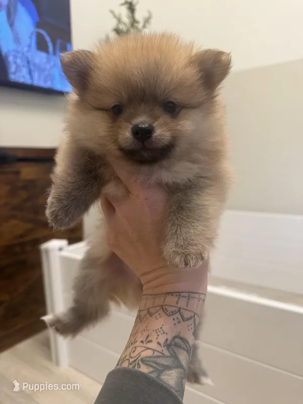 Puppy 2  – Pomeranian puppy for sale in Mesa, AZ