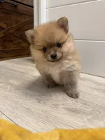 Puppy 2 , a male Pomeranian for sale in Mesa, AZ – 2 of 3