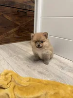 Puppy 2 , a male Pomeranian for sale in Mesa, AZ – 3 of 3