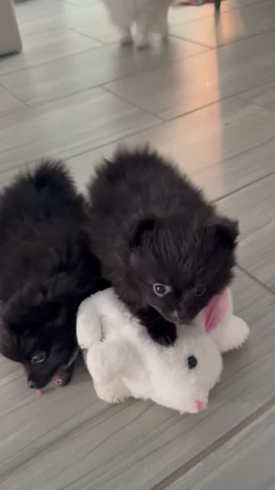 Peanut 💙 Tiny 1 lb Black Teddy Bear Pomeranian Male, a male Pomeranian for sale in Mesa, AZ – 10 of 10
