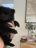 🧸 Black Teddy Bear Pomeranian Male | Sweet & Loving, a male Pomeranian for sale in Mesa, AZ – 8 of 10