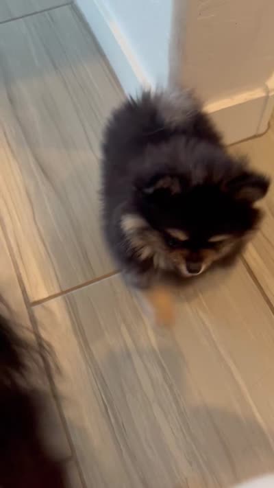 Charlie , a male Pomeranian for sale in Mesa, AZ – 3 of 6