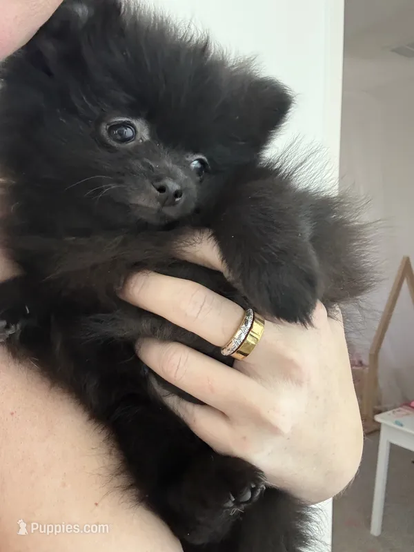 Peanut 💙 Tiny 1 lb Black Teddy Bear Pomeranian Male – Pomeranian puppy for sale in Mesa, AZ