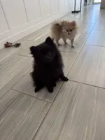 🧸 Black Teddy Bear Pomeranian Male | Sweet & Loving, a male Pomeranian for sale in Mesa, AZ – 9 of 10