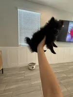 Peanut 💙 Tiny 1 lb Black Teddy Bear Pomeranian Male, a male Pomeranian for sale in Mesa, AZ – 2 of 10