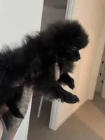 Peanut 💙 Tiny 1 lb Black Teddy Bear Pomeranian Male, a male Pomeranian for sale in Mesa, AZ – 7 of 10