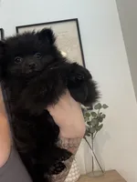 🧸 Black Teddy Bear Pomeranian Male | Sweet & Loving, a male Pomeranian for sale in Mesa, AZ – 2 of 10