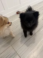🧸 Black Teddy Bear Pomeranian Male | Sweet & Loving, a male Pomeranian for sale in Mesa, AZ – 7 of 10