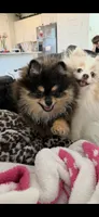 Charlie , a male Pomeranian for sale in Mesa, AZ – 4 of 6
