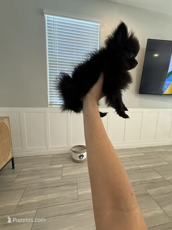 Peanut 💙 Tiny 1 lb Black Teddy Bear Pomeranian Male – Pomeranian puppy for sale in Mesa, AZ