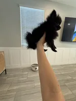 Peanut 💙 Tiny 1 lb Black Teddy Bear Pomeranian Male, a male Pomeranian for sale in Mesa, AZ – 1 of 10