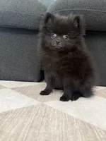 Peanut 💙 Tiny 1 lb Black Teddy Bear Pomeranian Male, a male Pomeranian for sale in Mesa, AZ – 9 of 10
