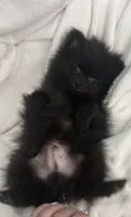 Peanut 💙 Tiny 1 lb Black Teddy Bear Pomeranian Male, a male Pomeranian for sale in Mesa, AZ – 4 of 10
