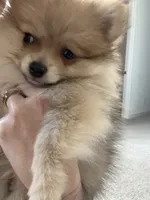 Benny ✨ Cream Sable Teddy Bear Pomeranian Male, a male Pomeranian for sale in Mesa, AZ – 3 of 9