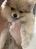 Benny ✨ Cream Sable Teddy Bear Pomeranian Male, a male Pomeranian for sale in Mesa, AZ – 2 of 9