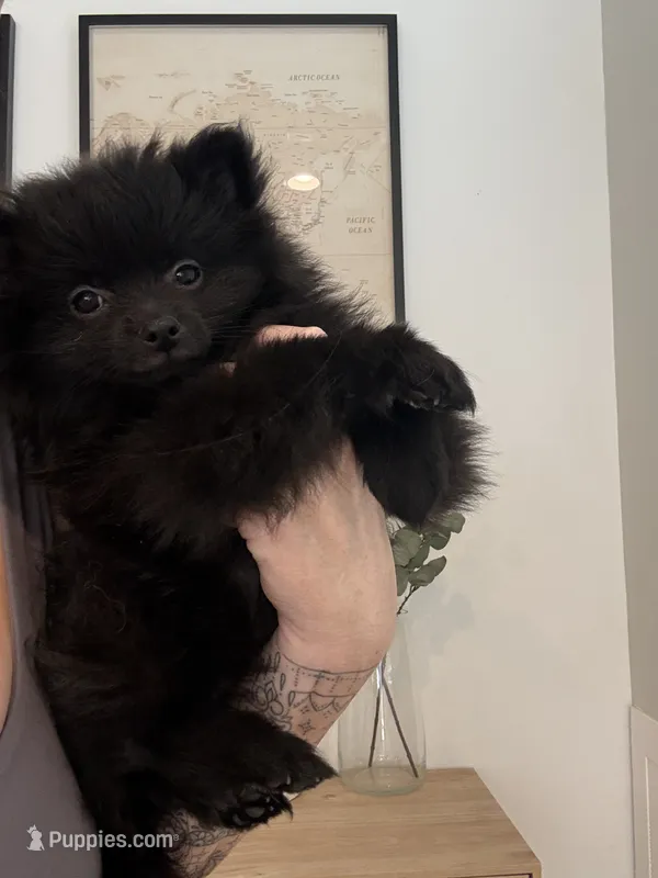 🧸 Black Teddy Bear Pomeranian Male | Sweet & Loving – Pomeranian puppy for sale in Mesa, AZ