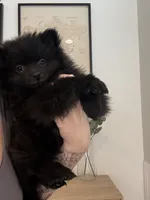 🧸 Black Teddy Bear Pomeranian Male | Sweet & Loving, a male Pomeranian for sale in Mesa, AZ – 1 of 10