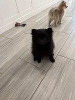 🧸 Black Teddy Bear Pomeranian Male | Sweet & Loving, a male Pomeranian for sale in Mesa, AZ – 5 of 10