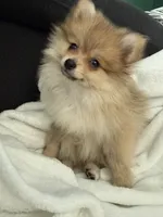Benny ✨ Cream Sable Teddy Bear Pomeranian Male, a male Pomeranian for sale in Mesa, AZ – 1 of 9