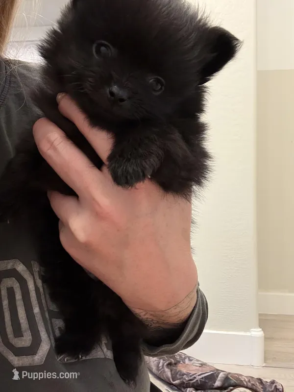 Puppy 4 – Pomeranian puppy for sale in Mesa, AZ