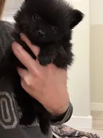 Puppy 4, a male Pomeranian for sale in Mesa, AZ – 1 of 3