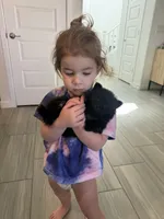 Puppy 4, a male Pomeranian for sale in Mesa, AZ – 3 of 3