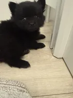 Puppy 4, a male Pomeranian for sale in Mesa, AZ – 2 of 3