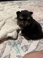 Charlie , a male Pomeranian for sale in Mesa, AZ – 2 of 6