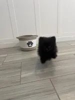 Peanut 💙 Tiny 1 lb Black Teddy Bear Pomeranian Male, a male Pomeranian for sale in Mesa, AZ – 3 of 10