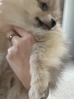 Benny ✨ Cream Sable Teddy Bear Pomeranian Male, a male Pomeranian for sale in Mesa, AZ – 4 of 9