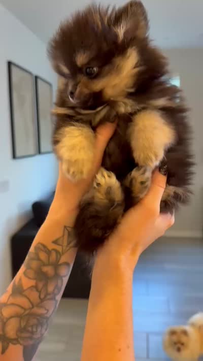 Charlie , a male Pomeranian for sale in Mesa, AZ – 5 of 6