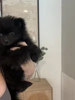 🧸 Black Teddy Bear Pomeranian Male | Sweet & Loving, a male Pomeranian for sale in Mesa, AZ – 4 of 10