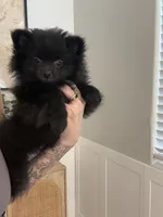 🧸 Black Teddy Bear Pomeranian Male | Sweet & Loving, a male Pomeranian for sale in Mesa, AZ – 3 of 10
