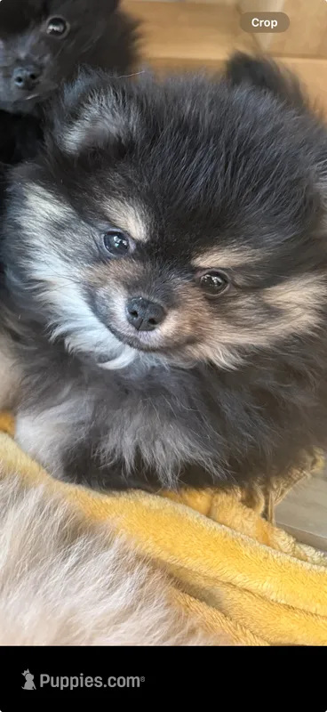 Charlie  – Pomeranian puppy for sale in Mesa, AZ
